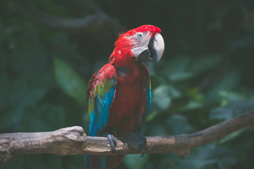 Macaw Bird Price