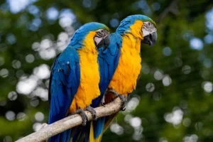 Macaw Bird Price, Frequently Asked Questions on Macaw Birds