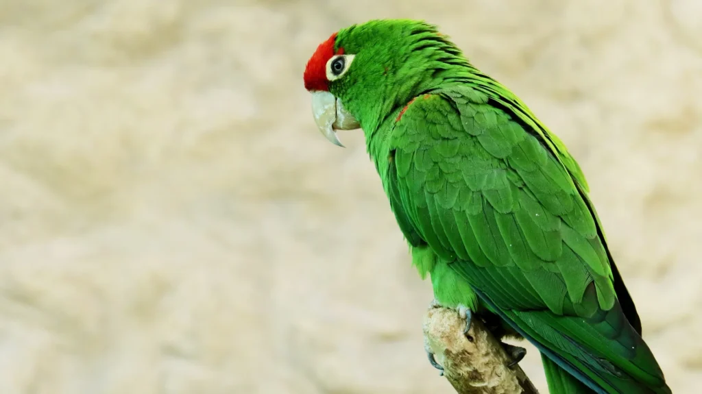 Macaw price in India BesttoPets 5