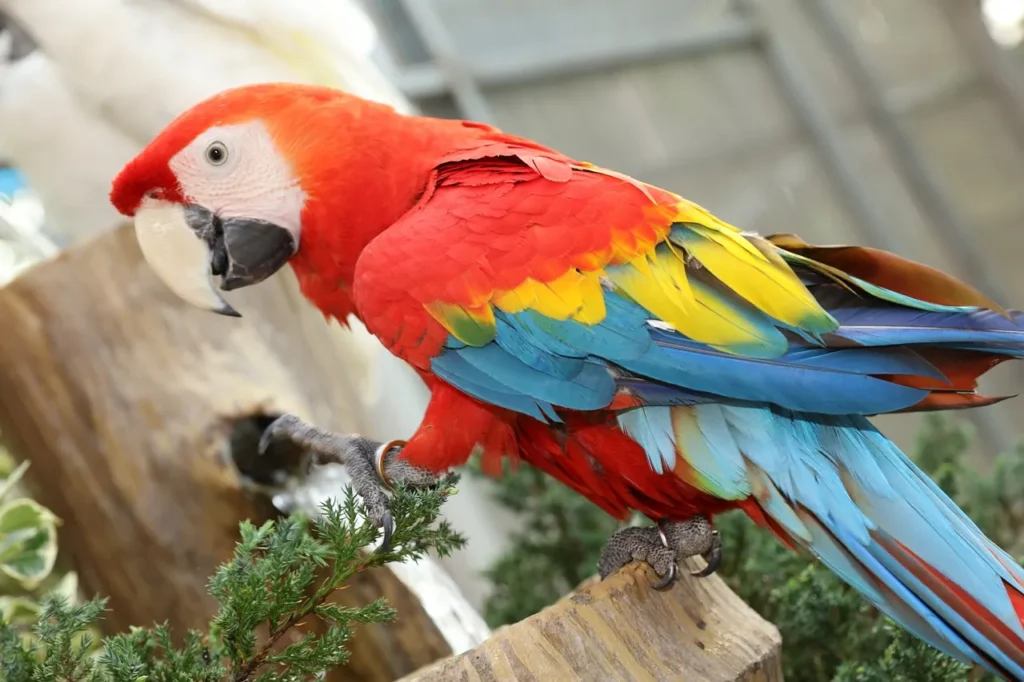Macaw price in India BesttoPets 6