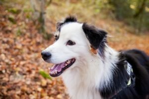 Australian Shepherd Price in India