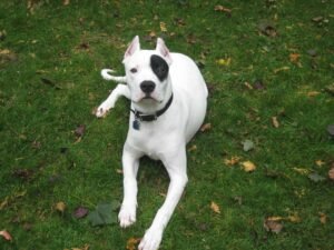 Dogo Argentino Price In India