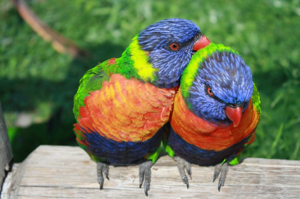 Love Birds Price in India