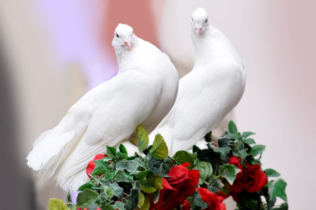 Love Birds Price in India