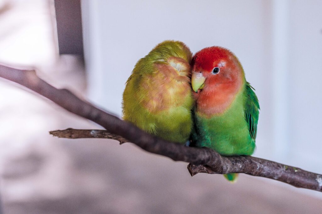 Love Birds Price in India