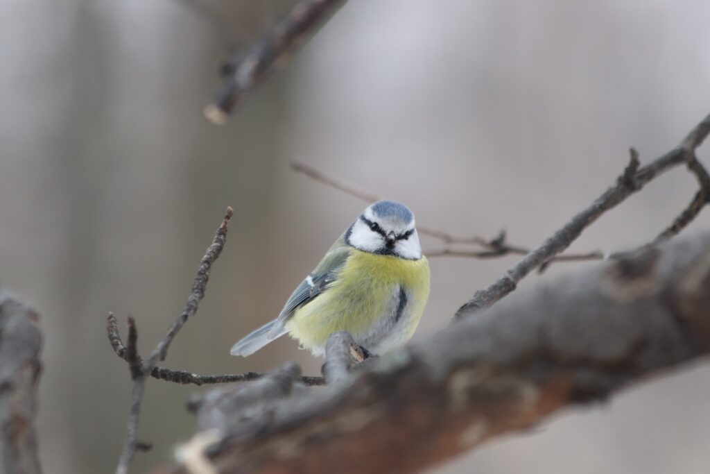 Love Birds Price In India 3