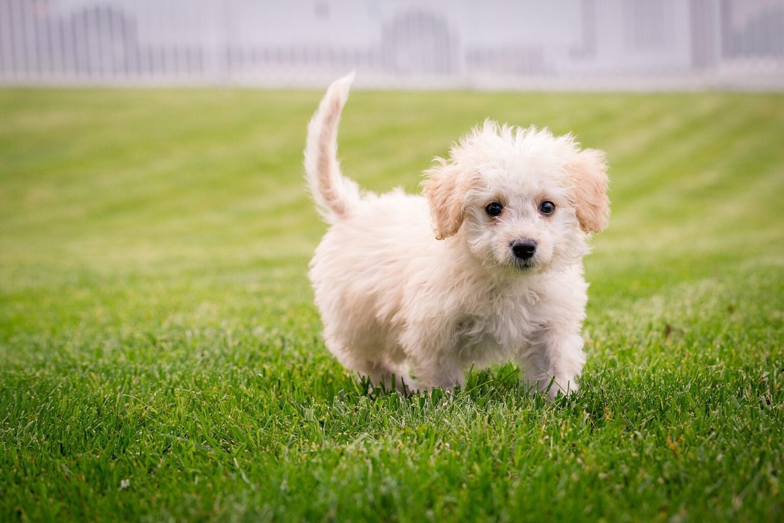 Pocket Dogs Breed Profile, Prices, 10 Types, Facts, Care
