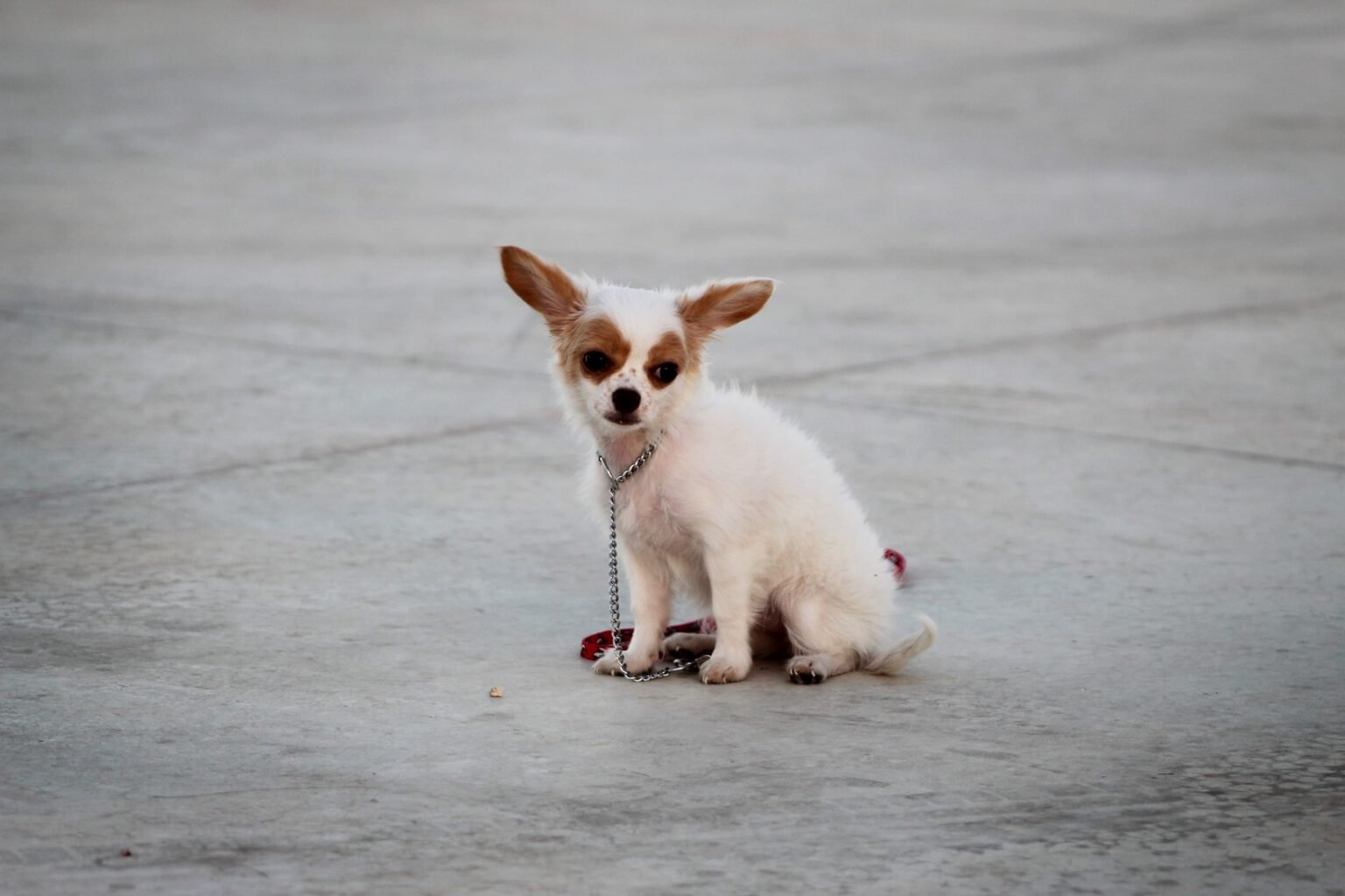 Pocket Dogs Breed Profile, Prices, 10 Types, Facts, Care