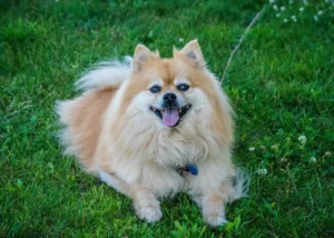Pomeranian Dog Price