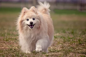 Pomeranian Dog Price, Culture Pom Price In India