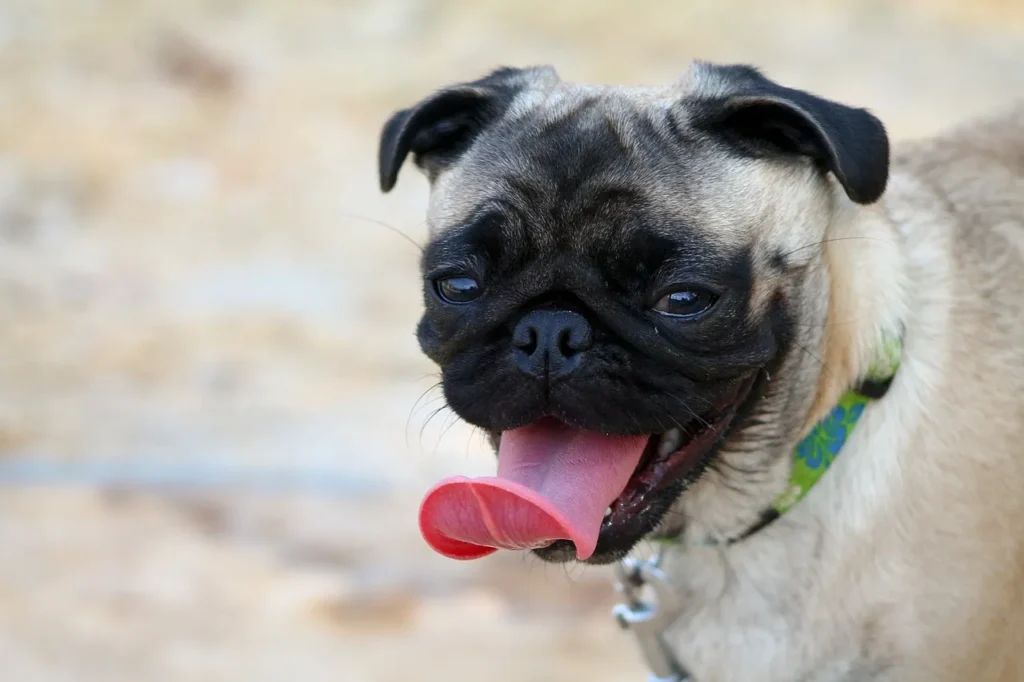 Pug Dog Price in India (Feb 2023) ️| Cost, Food, Care