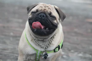 Pug Dog Price