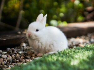 Rabbit Price, Rabbit Names