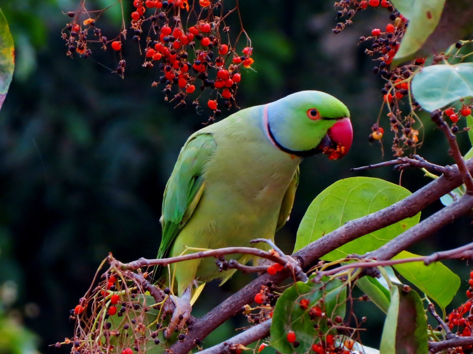Parrot Price in India 2023 Types, Expenses, Food, health