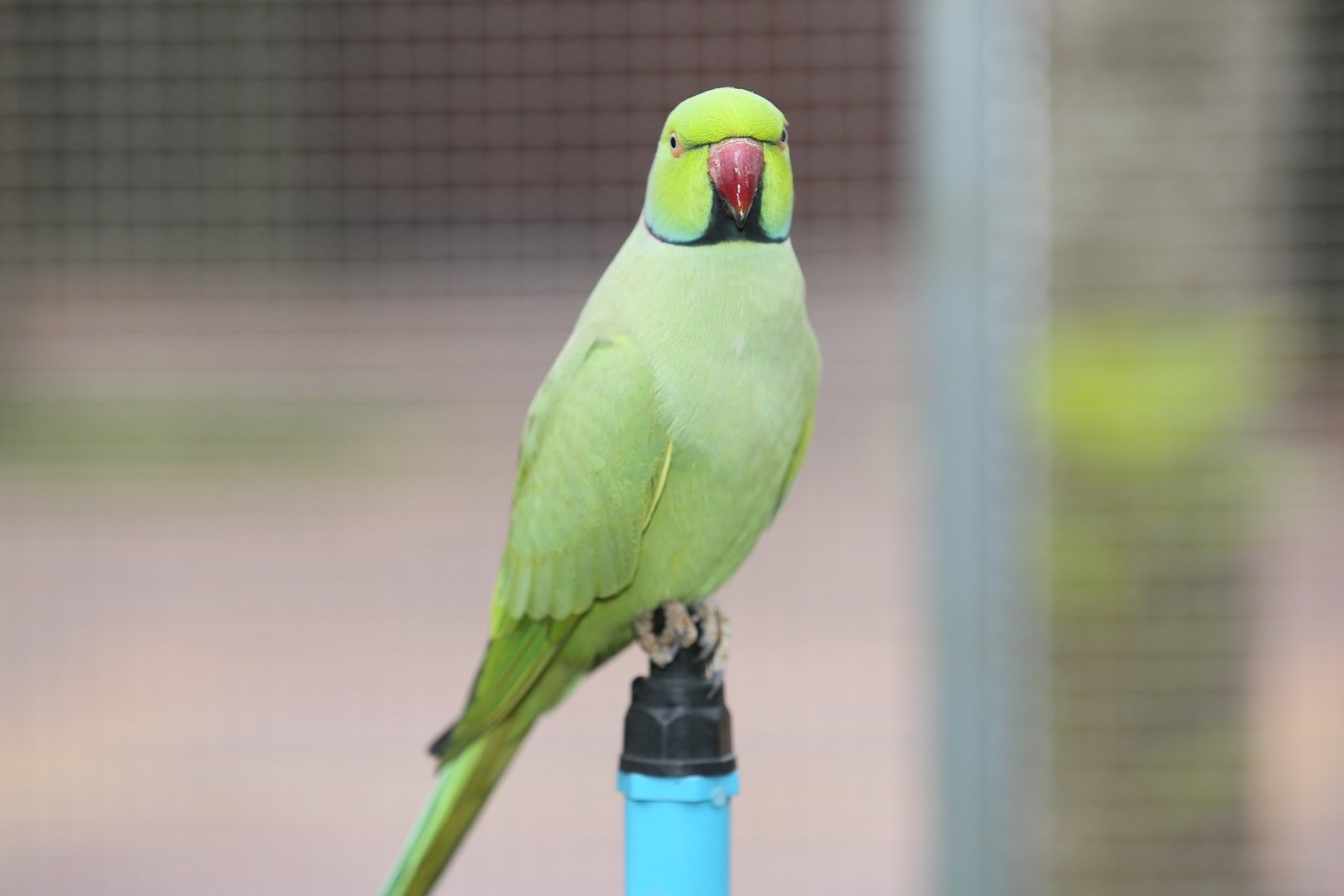Parrot Price in India 2023 Types, Expenses, Food, health