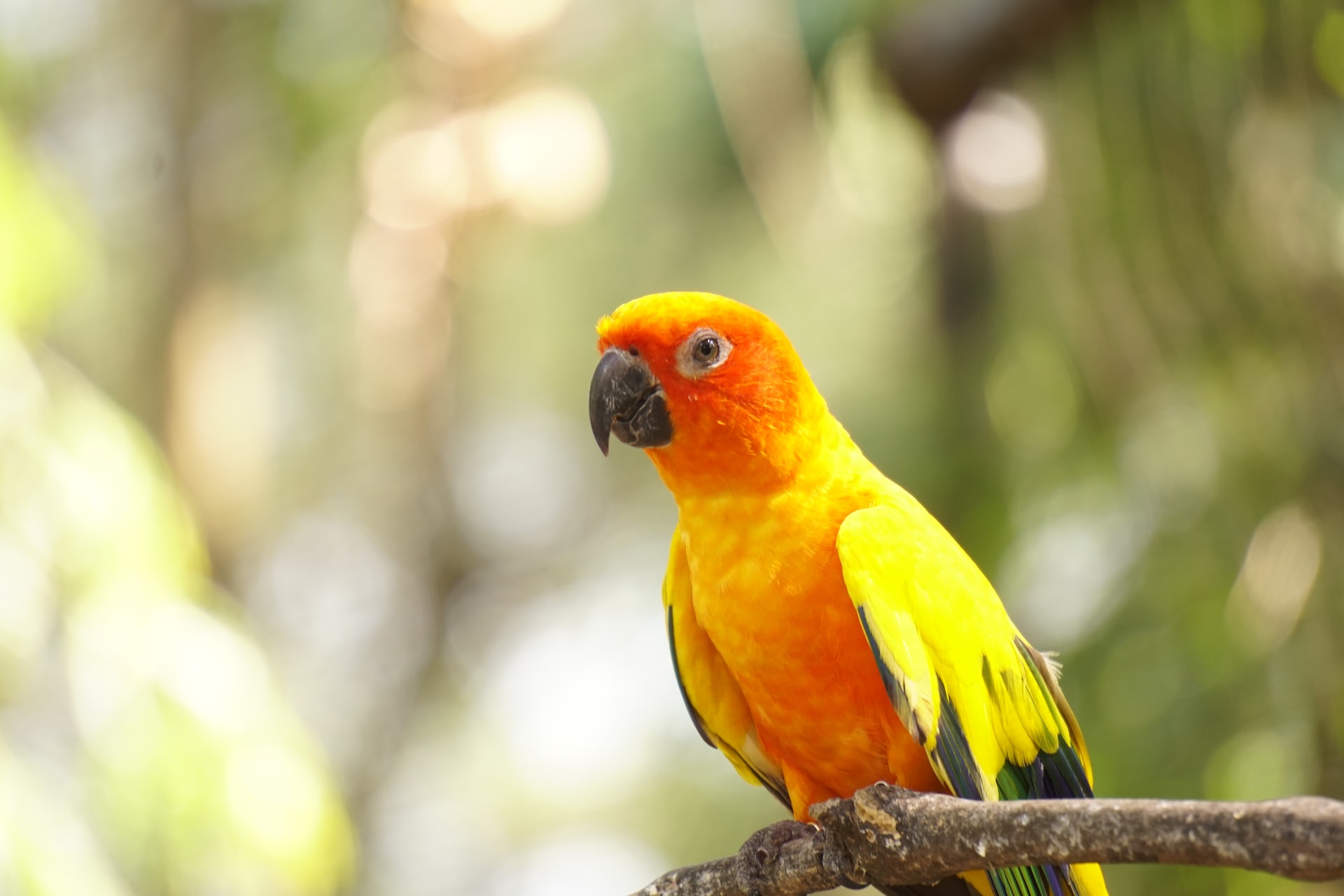 Ringneck Parrot Price In India (Mar 2023) ️ Food, Care
