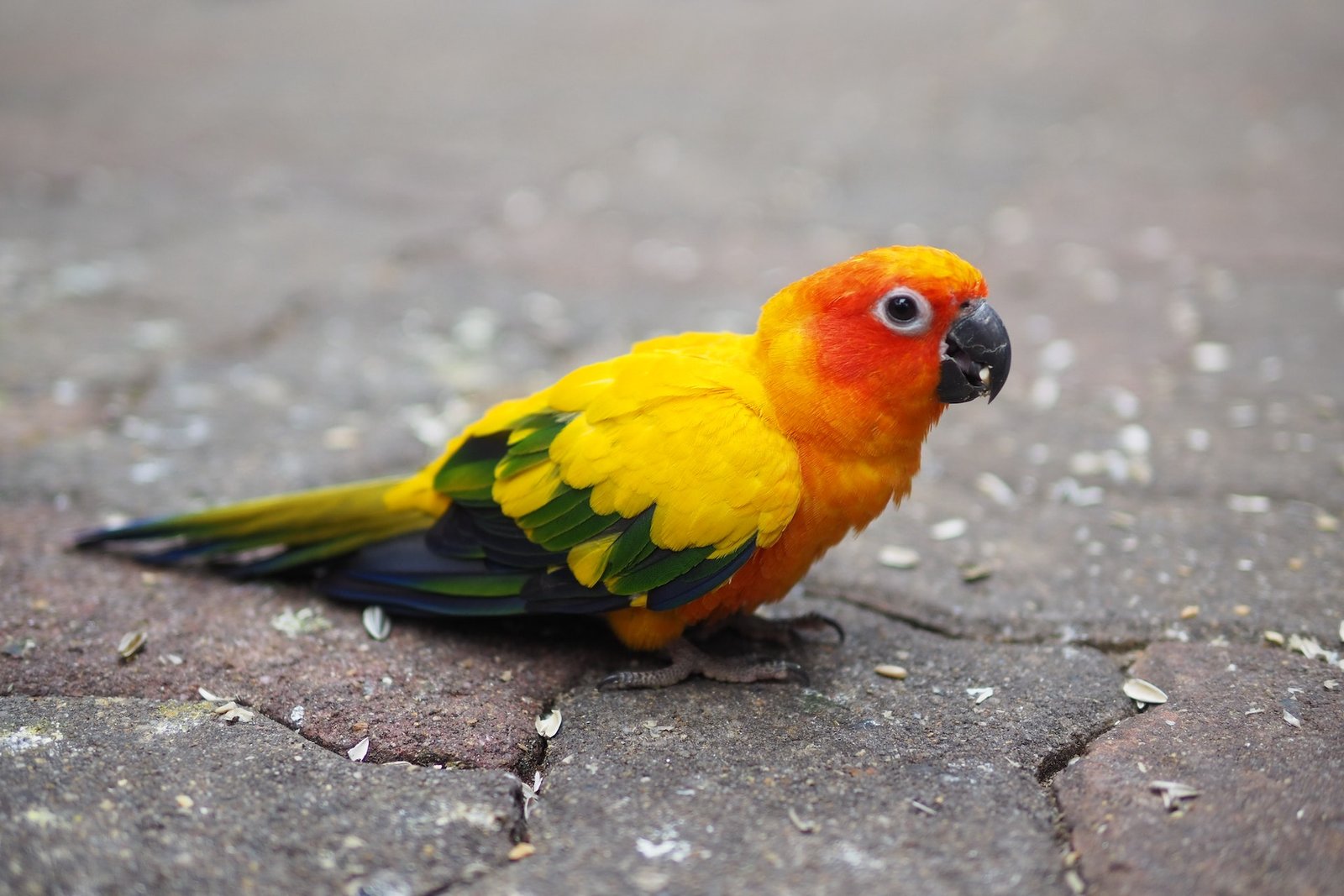 Ringneck Parrot Price In India (Mar 2023) ️ Food, Care