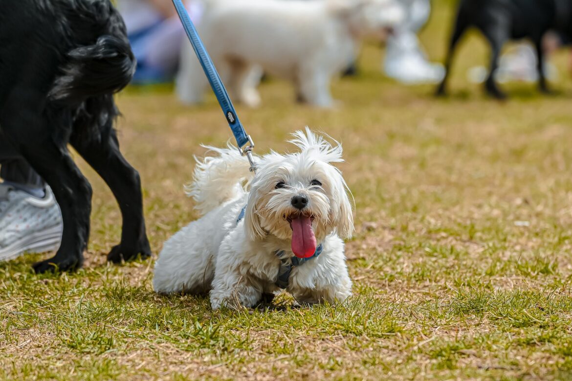 Shih Tzu Puppy Price in India (2023) | Pedigree, Care Tips