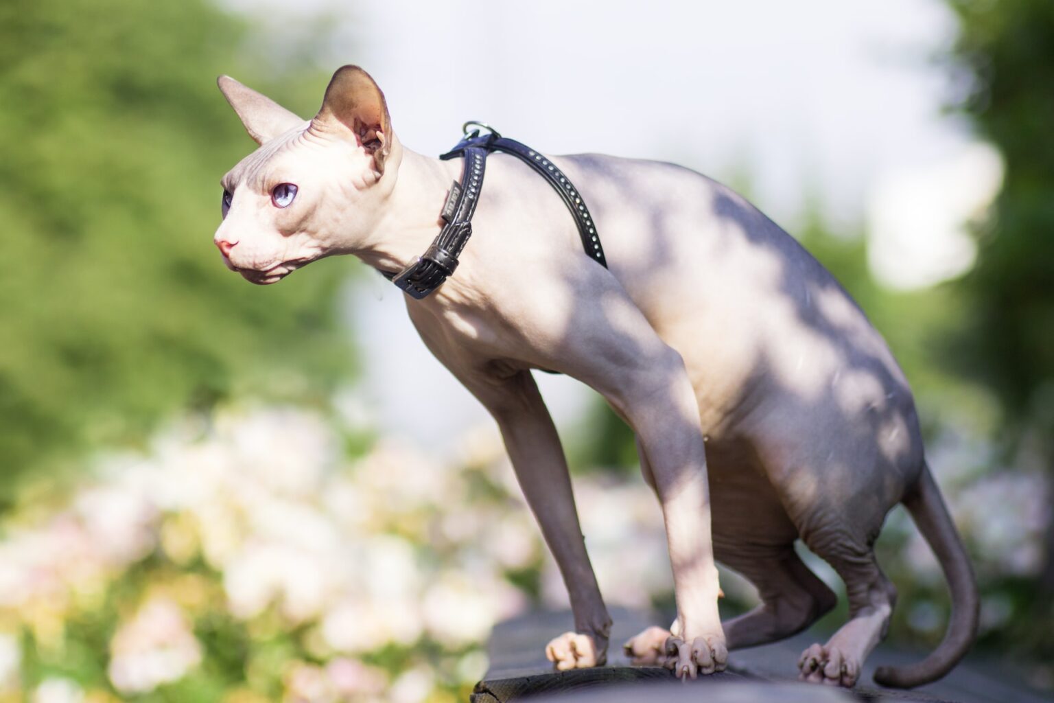 Top 15 Hairless Cats Breed | Price, Care Tips, Health, Fact