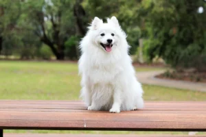 Spitz Dog Price, German Spitz Price In India