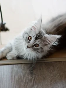 Maine Coon Cat Price in India