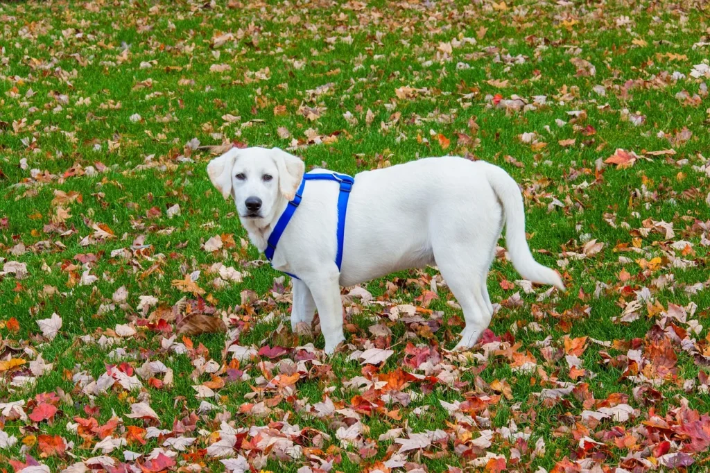 Labrador Husky, White Labrador Dog Price