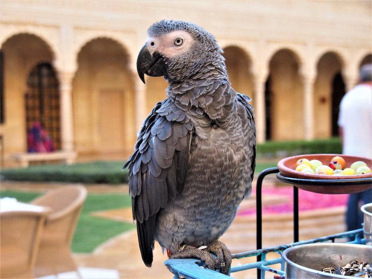 Parrot Price in India 2023 Types, Expenses, Food, health
