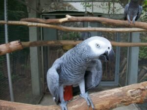 African Grey Parrot Price In India