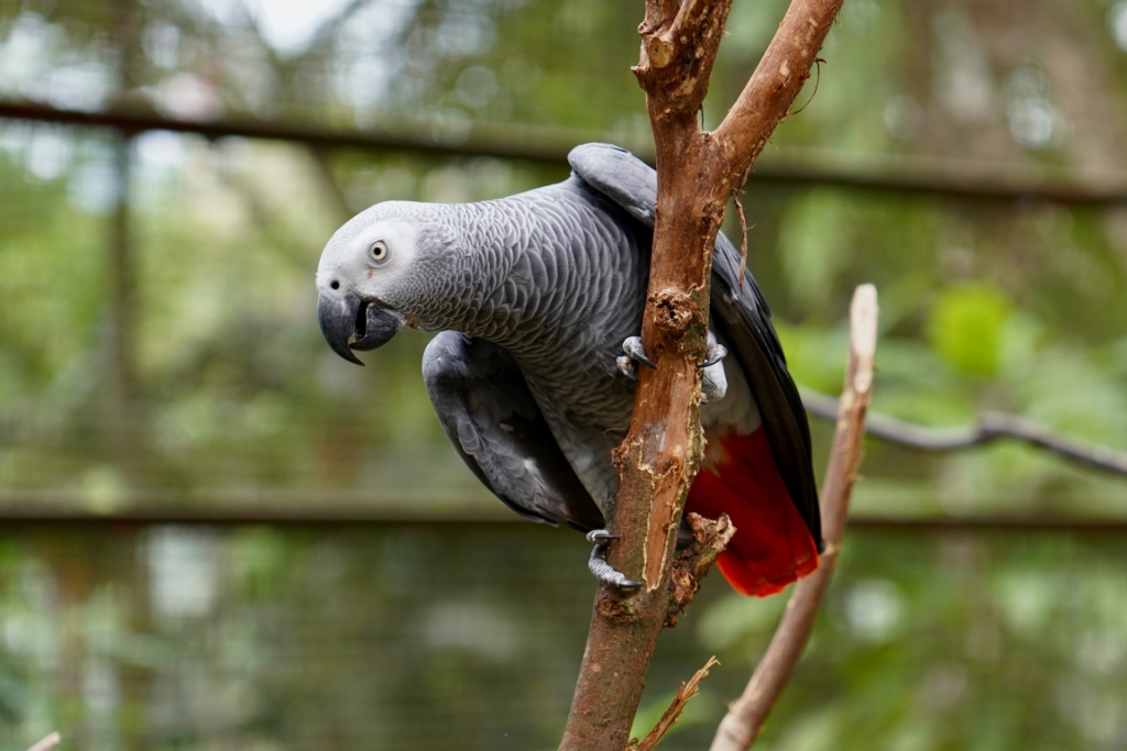 African Grey Parrot Price In India