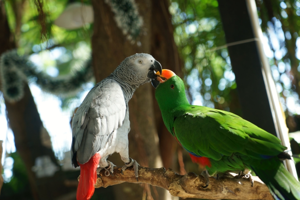 African Grey Parrot Price In India