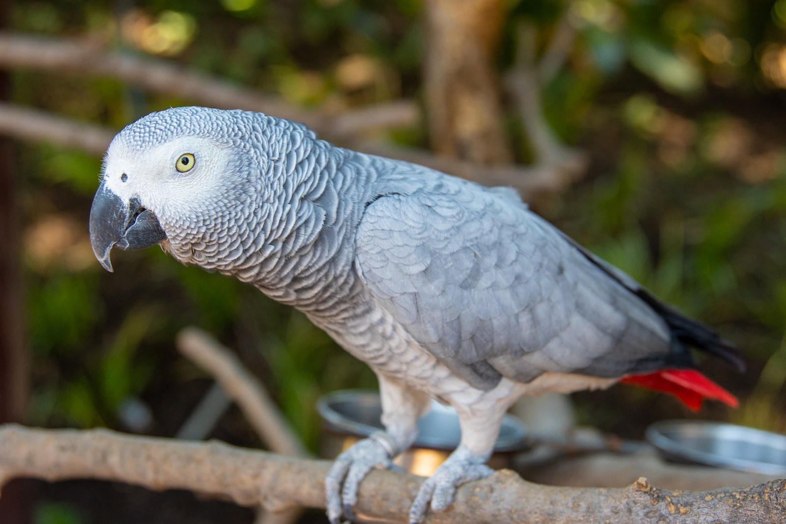 Parrot Price in India 2023 Types, Expenses, Food, health
