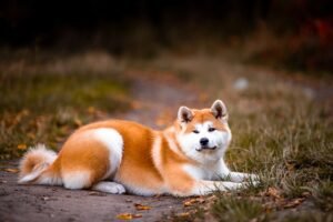 Akita Dog Price In India