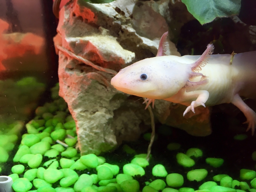 Axolotl Price In India