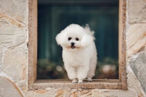 Bichon Frise Price In India, Pavilion Dog