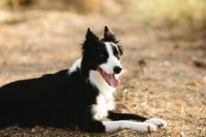 Border Collie Price In India