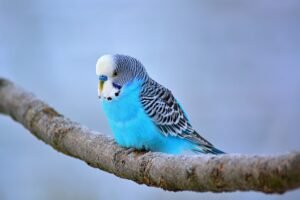 Budgies Price In India