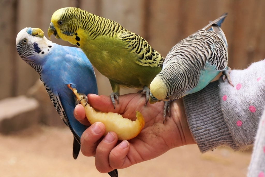 Budgies Price In India