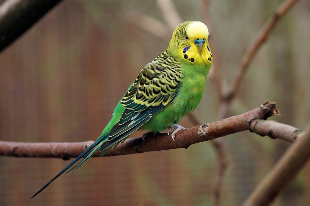 Budgies Price In India