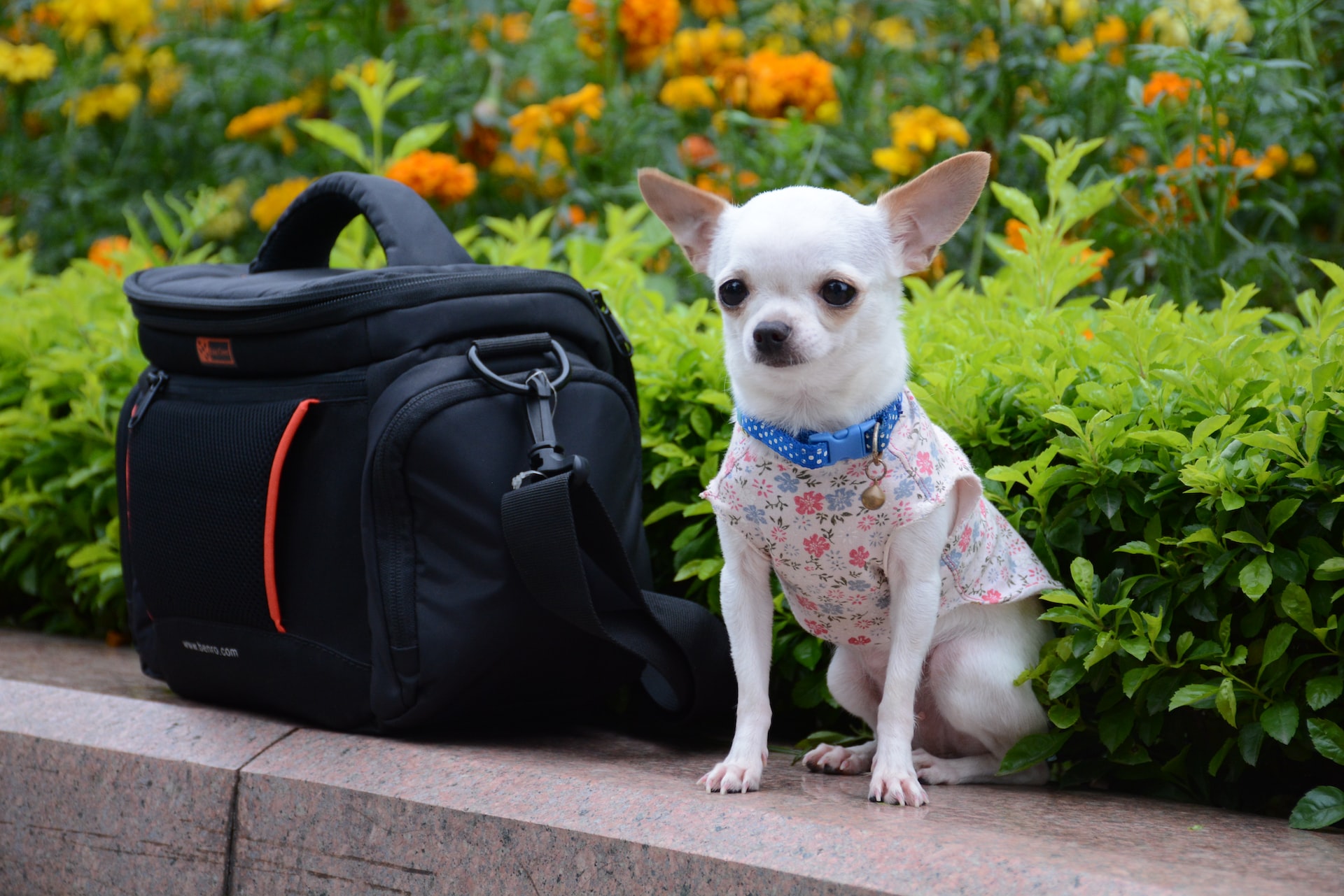 what is the average price for a chihuahua puppy