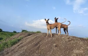 Chippiparai Dog Price, Caravan Hound Dog