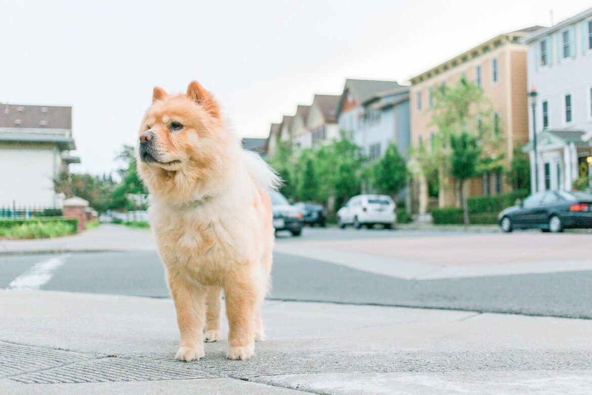 Chow Chow Dog Price Breed Profile, 2 Types, Fact, Care