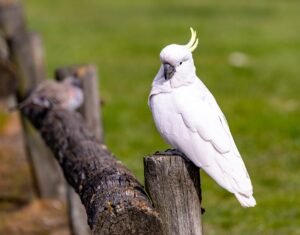 Cockatoo Price In India
