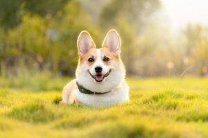 Corgi Price in India