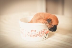 Cup Dog Price in India, Cute Dog Price