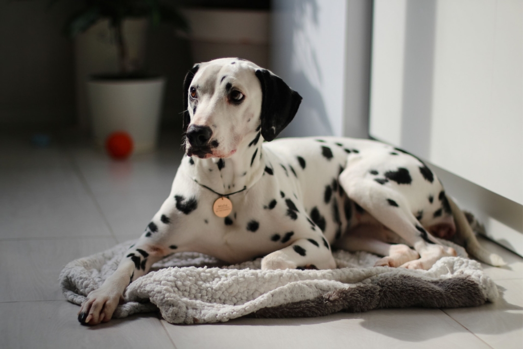 Dalmatian Dog Price In India