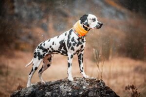 Dalmatian Dog Price In India