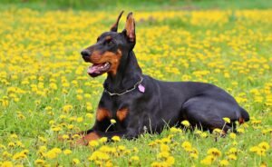 Doberman Price In India, European Doberman Price In India