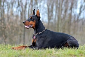 Doberman Price In India, European Doberman Price In India
