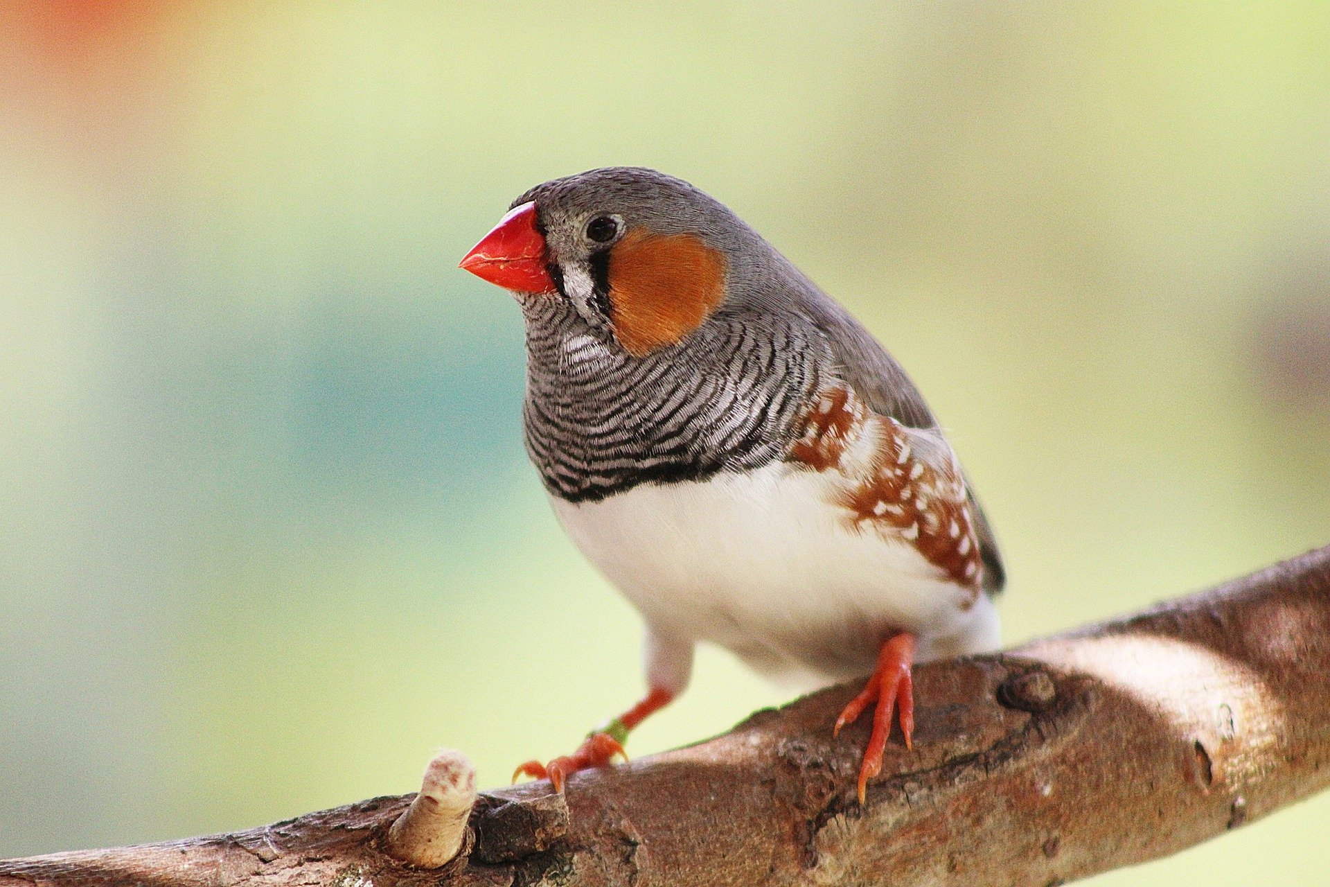 Finches Bird Price (2023) | Types, Food, Health, Training