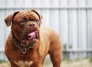 French Mastiff Price in India, English Mastiff Price In India